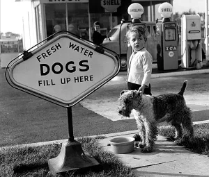 Animals Humour Dogs October 1959 Peter Monkhouse and his pup Snook at the shell Animals Humour Dogs October 1959 Peter Monkhouse and his pup Snook at the shell