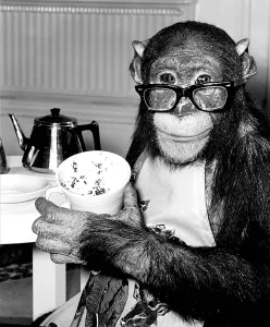 Animals Humour Monkeys January 1981 Ada the chimp who loves to impersonate a house Animals Humour Monkeys January 1981 Ada the chimp who loves to impersonate a house