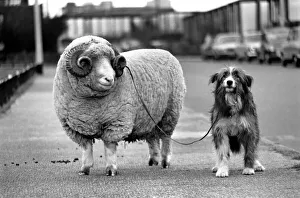 Animals: Humour: Nell the sheepdog takes Arnold the ram for his walkies Animals: Humour: Nell the sheepdog takes Arnold the ram for his walkies