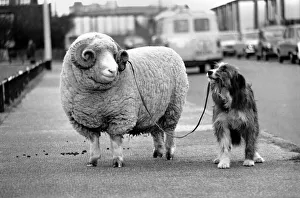 Animals: Humour: Nell the sheepdog takes Arnold the ram for his walkies Animals: Humour: Nell the sheepdog takes Arnold the ram for his walkies