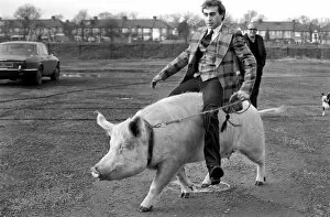 Images Dated 7th January 1981: Animals: Humour. Porker Walker. Thorsten Kohrmann with Anna his performing pig between