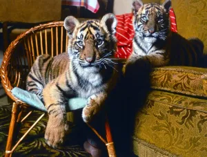 Animals - Indian Tiger Cubs at Lympne Zoo April 1988 A©mirrorpix Animals - Indian Tiger Cubs at Lympne Zoo April 1988 A©mirrorpix