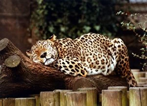 Images Dated 7th March 1989: Animals - Leopard Leopard asleep at London Zoo March 1989