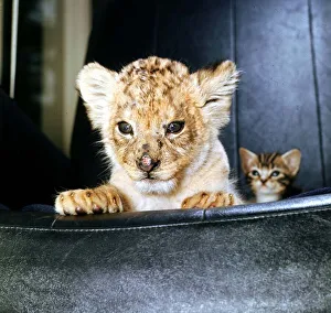 Animals - Lion Cub - June 1972 Rassy the 7 week old female lion cub Animals - Lion Cub - June 1972 Rassy the 7 week old female lion cub