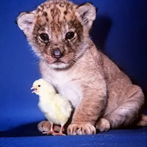 Animals lion cub sits with chick