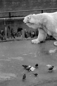 Animals. London Zoo. January 1976 76-00002-016 Animals. London Zoo. January 1976 76-00002-016