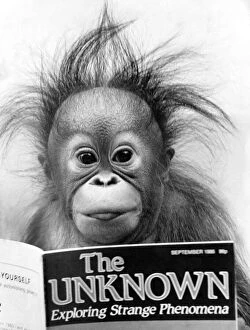 Images Dated 12th October 1986: Animals: Monkey: Orang-utang. October 1986 P004124