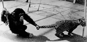 Animals Monkeys Chimpanzee Cats Leopard Topaz the Chimp pulls the tail of Luke
