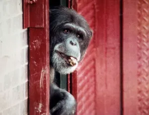 Images Dated 11th April 1989: Animals Monkeys Chimpanzees Chimps A©Mirrorpix