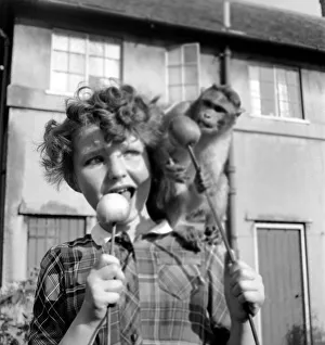 Animals: Monkeys: Chimps: Children: Judy the Chimp shares a toffee apple with a young Animals: Monkeys: Chimps: Children: Judy the Chimp shares a toffee apple with a young