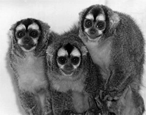 Animals - Monkeys - Wide-Eyed.The Douroucouli. June 1985 P011703