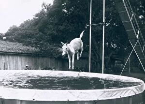 Animals Mules. Sue the Mule jumps 15 metres into a pool from a high board