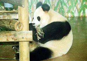 Animals Panda Bear October 1991 Ming Ming the panda arrives at her new home in London Zoo Animals Panda Bear October 1991 Ming Ming the panda arrives at her new home in London Zoo