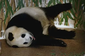 00137 Gallery: Animals Pandas August 1993