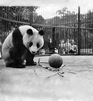Images Dated 24th June 1991: Animals: Pandas. October 1991 P007426