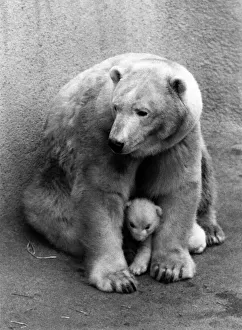 Animals - Polar Bear. February 1971 P000365 Animals - Polar Bear. February 1971 P000365