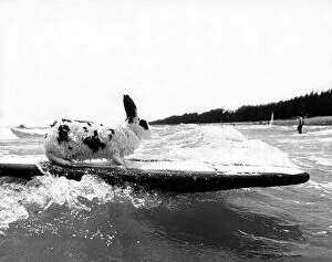 Images Dated 22nd June 1981: Animals - Rabbit Rabbit surfing in the sea 22 / 06 / 1981