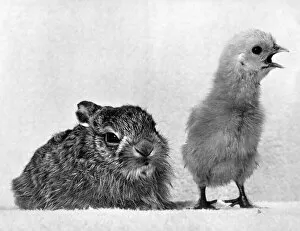 00069 Gallery: Animals - Rabbits with chick. P000654