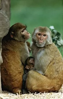 Images Dated 28th August 1992: Animals Rhesus Monkeys August 1992