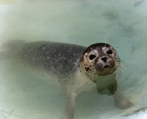 Images Dated 3rd October 1988: Animals Seals Dbase A©Mirrorpix