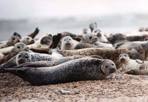 Animals Seals. Seals on the blakney point reserve most of which have distemper Animals Seals. Seals on the blakney point reserve most of which have distemper