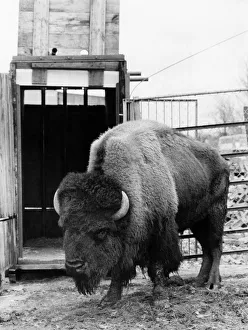 Animals. Shaggy the bison. March 1979 P000609 Animals. Shaggy the bison. March 1979 P000609