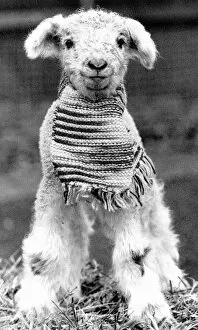 Images Dated 10th December 1988: Animals Sheep lambs Decmber 1988 This lamb was kept warm by its knitted scarf