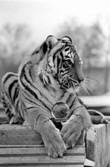 Animals: Tiger: -Emma' the tiger is one of two tigers used to promote Esso Petrol