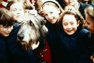 AnIrish Wolfhound dog surrounded by adoring children September 1994 AnIrish Wolfhound dog surrounded by adoring children September 1994