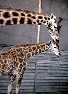 Anne the baby giraffe with her mother Dribbles at Marwell Zoo June 1987