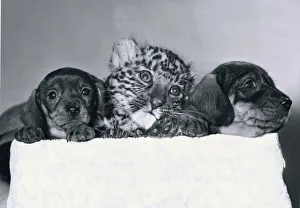 Anne the Leopard cub rejected by her mother at the Southern Tiger Park in Warwickshire Anne the Leopard cub rejected by her mother at the Southern Tiger Park in Warwickshire