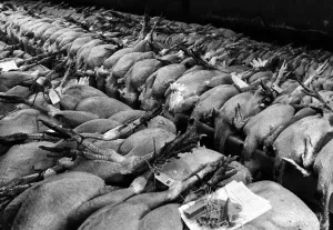 The annual four day sale of Christmas Poultry started at Crawcrook Auction today The annual four day sale of Christmas Poultry started at Crawcrook Auction today