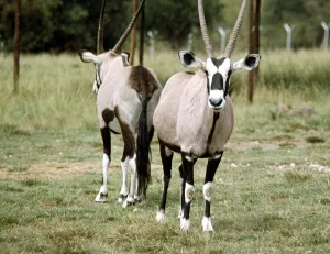 Antelopes at Lion Park in Johannesburg South Africa April 1973 Antelopes at Lion Park in Johannesburg South Africa April 1973