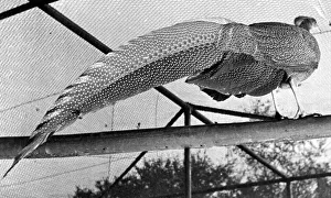 An Argus Pheasant which has the longest tail feather in London Zoo An Argus Pheasant which has the longest tail feather in London Zoo