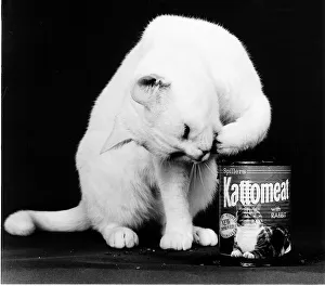 Images Dated 9th January 1987: Arthur 2 the 2nd cat who appeared in a cat food advertisment on TV