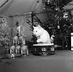 Arthur the cat well known for his TV commercial under the Christmas Tree Arthur the cat well known for his TV commercial under the Christmas Tree