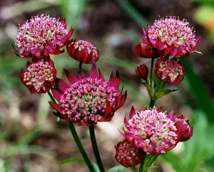 Images Dated 24th July 1997: Astrantia Maxima Plant of the week July 1997