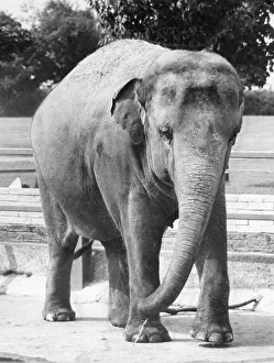 One of the attractions at Twycross Zoo. August 1983 One of the attractions at Twycross Zoo. August 1983