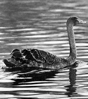 00047 Gallery: An Australian Black Swan