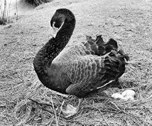 00047 Gallery: An Australian Black Swan taking a break from sitting on the nest