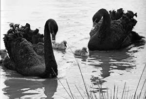 00047 Gallery: Two Australian black swans with their cygnets
