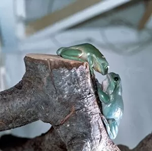 Australian Tree Frogs kissing