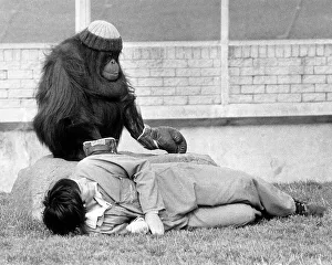 Images Dated 1st September 1979: Azimath the orang-utan at Blackpool Zoo, wearing a woolie hat and boxing gloves