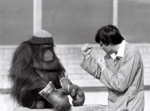 Images Dated 1st September 1979: Azimath the orang-utan at Blackpool Zoo, wearing a woolie hat