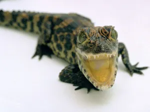 This baby Alligator has a big mouth at Bristol Zoo November 1997 This baby Alligator has a big mouth at Bristol Zoo November 1997