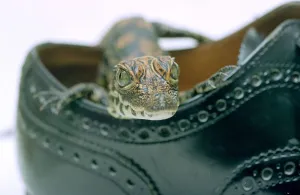 A baby Alligator rests in a shoe at Bristol Zoo November 1997 A baby Alligator rests in a shoe at Bristol Zoo November 1997