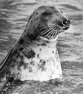 A baby Atlantic Seal enjoys a dip in the pool at Twycross Zoo. November 1979 A baby Atlantic Seal enjoys a dip in the pool at Twycross Zoo. November 1979