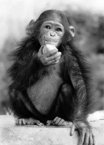 Baby chimp Annie eating an a piece of fruit May 1984 Baby chimp Annie eating an a piece of fruit May 1984