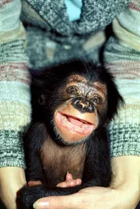 Baby Chimpanzee at Chester Zoo in the arms of a woman. November 1977 Baby Chimpanzee at Chester Zoo in the arms of a woman. November 1977