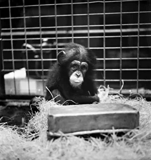 Baby Chimpanzee, everything is being done for her of course Baby Chimpanzee, everything is being done for her of course